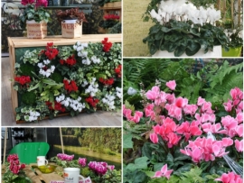 Quel cyclamen pour mon jardin, mon balcon ou ma terrasse ?