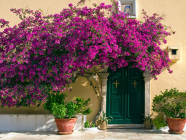 Comment choisir mon bougainvillier ?